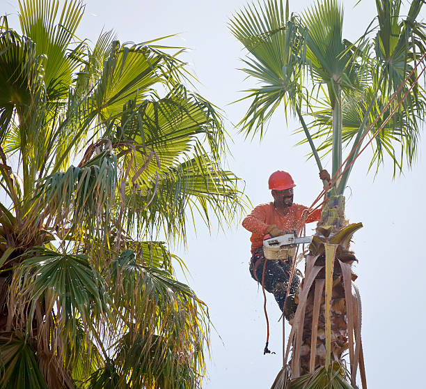 Tree Branch Trimming in Archer Lodge, NC